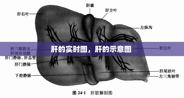 肝的實(shí)時(shí)圖，肝的示意圖 