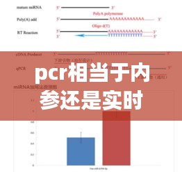 pcr相當(dāng)于內(nèi)參還是實(shí)時(shí)定量，pcr內(nèi)參gapdh 
