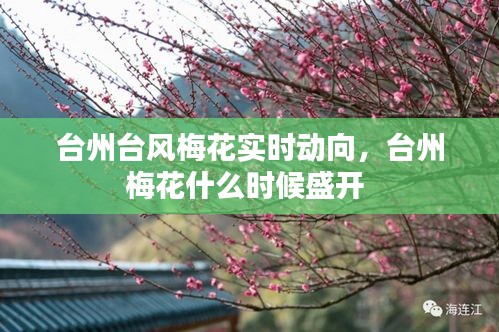 臺(tái)州臺(tái)風(fēng)梅花實(shí)時(shí)動(dòng)向，臺(tái)州梅花什么時(shí)候盛開 