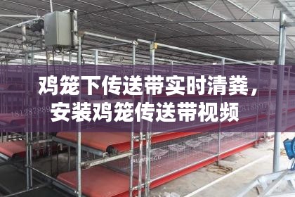雞籠下傳送帶實時清糞，安裝雞籠傳送帶視頻 