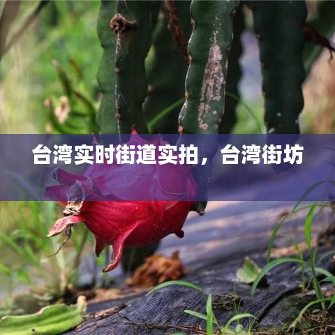 臺灣實時街道實拍，臺灣街坊 