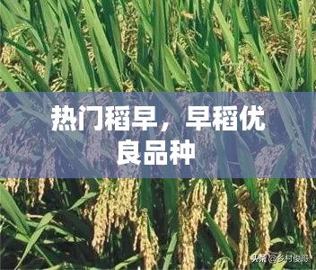 熱門稻早，早稻優(yōu)良品種 