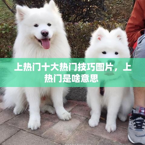 上熱門十大熱門技巧圖片，上熱門是啥意思 
