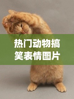 熱門動(dòng)物搞笑表情圖片，動(dòng)物搞笑表情gif 