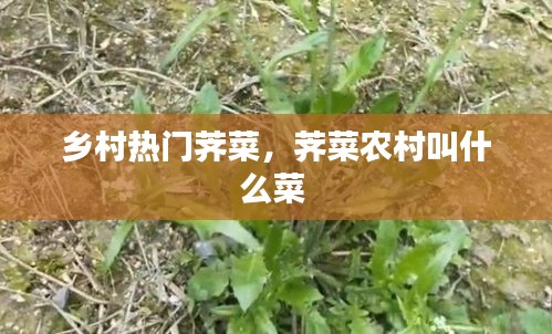 鄉(xiāng)村熱門薺菜，薺菜農(nóng)村叫什么菜 