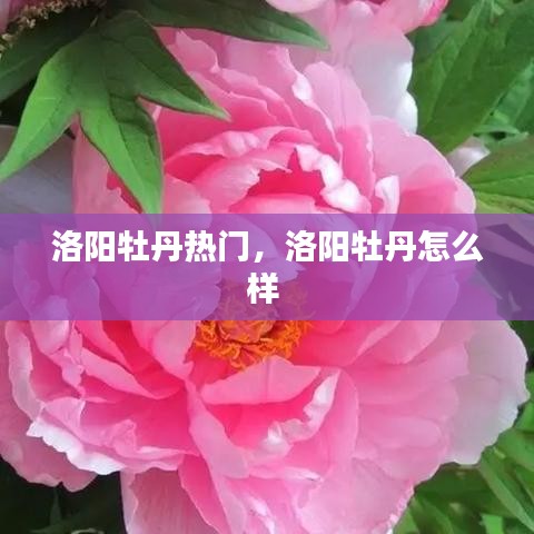 洛陽(yáng)牡丹熱門，洛陽(yáng)牡丹怎么樣 