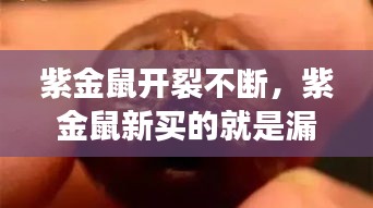 紫金鼠開裂不斷，紫金鼠新買的就是漏的 