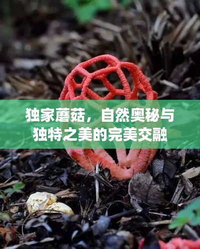 獨家蘑菇，自然奧秘與獨特之美的完美交融