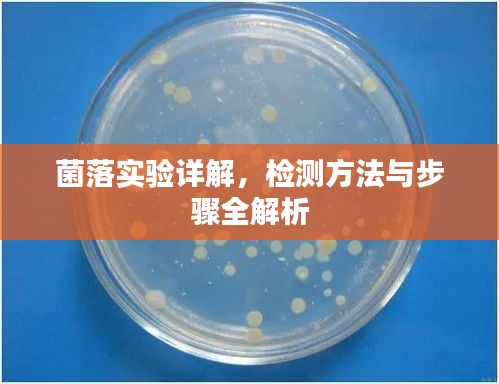 菌落實(shí)驗(yàn)詳解，檢測(cè)方法與步驟全解析