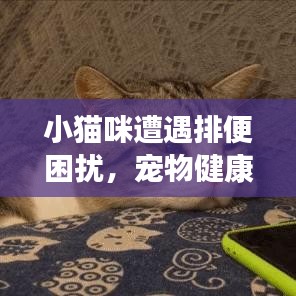 小貓咪遭遇排便困擾，寵物健康小問題與解決策略