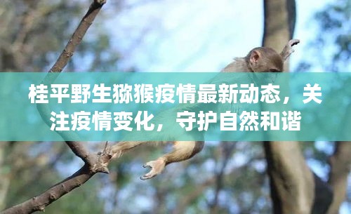 桂平野生獼猴疫情最新動(dòng)態(tài)，關(guān)注疫情變化，守護(hù)自然和諧