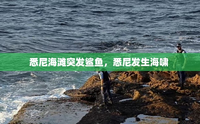 悉尼海灘突發(fā)鯊魚，悉尼發(fā)生海嘯 