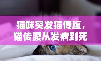 貓咪突發(fā)貓傳腹，貓傳腹從發(fā)病到死亡 