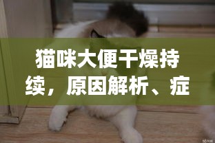 貓咪大便干燥持續(xù)，原因解析、癥狀表現(xiàn)及應(yīng)對(duì)方案