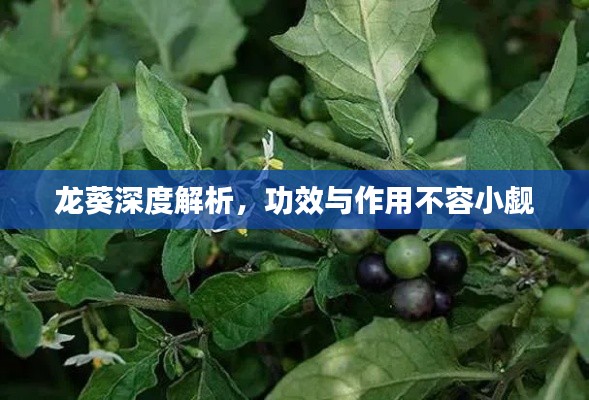 椎髻布衣