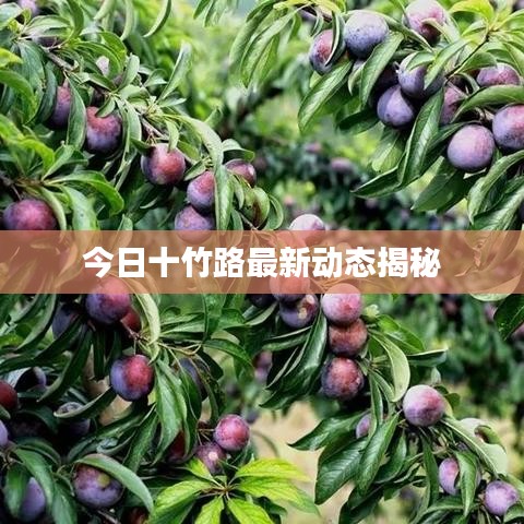 今日十竹路最新動態(tài)揭秘