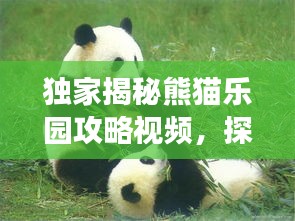 獨(dú)家揭秘熊貓樂園攻略視頻，探秘熊貓家園，必備指南助你暢游無阻！
