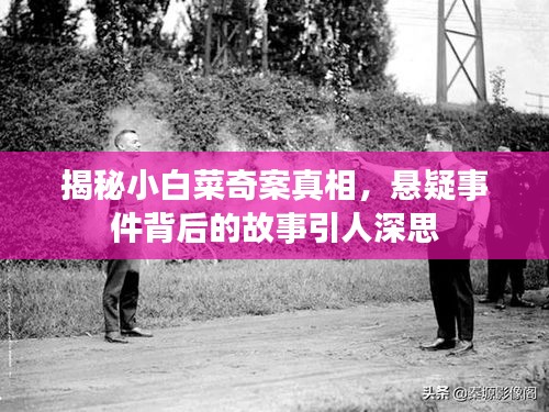 揭秘小白菜奇案真相，懸疑事件背后的故事引人深思
