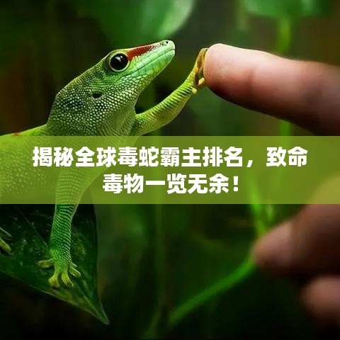揭秘全球毒蛇霸主排名，致命毒物一覽無余！