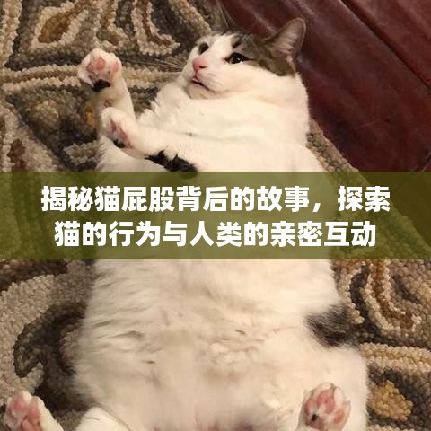 揭秘貓屁股背后的故事，探索貓的行為與人類(lèi)的親密互動(dòng)