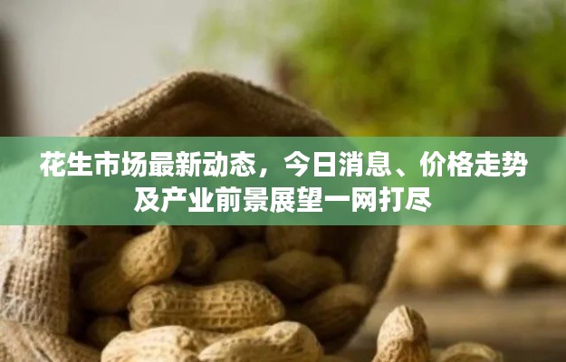 花生市場(chǎng)最新動(dòng)態(tài)，今日消息、價(jià)格走勢(shì)及產(chǎn)業(yè)前景展望一網(wǎng)打盡