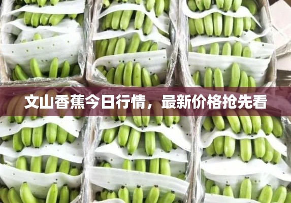 文山香蕉今日行情，最新價格搶先看