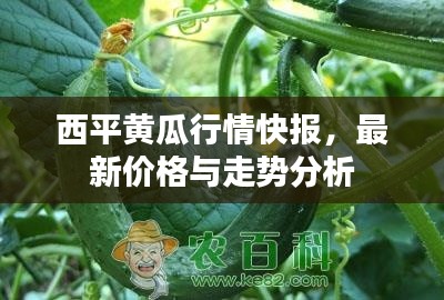 西平黃瓜行情快報(bào)，最新價(jià)格與走勢(shì)分析
