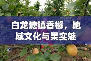 白龍?zhí)伶?zhèn)香櫞，地域文化與果實(shí)魅力的獨(dú)特探尋