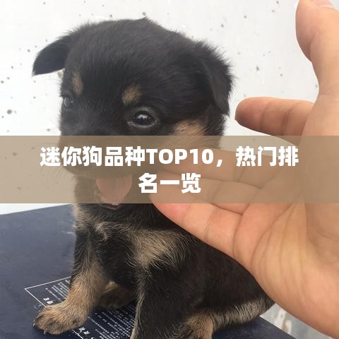 迷你狗品種TOP10，熱門排名一覽