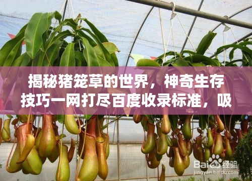 揭秘豬籠草的世界，神奇生存技巧一網(wǎng)打盡百度收錄標(biāo)準(zhǔn)，吸引目光！