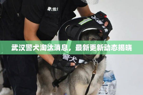 武漢警犬淘汰消息，最新更新動態(tài)揭曉