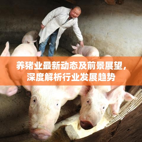 養(yǎng)豬業(yè)最新動態(tài)及前景展望，深度解析行業(yè)發(fā)展趨勢