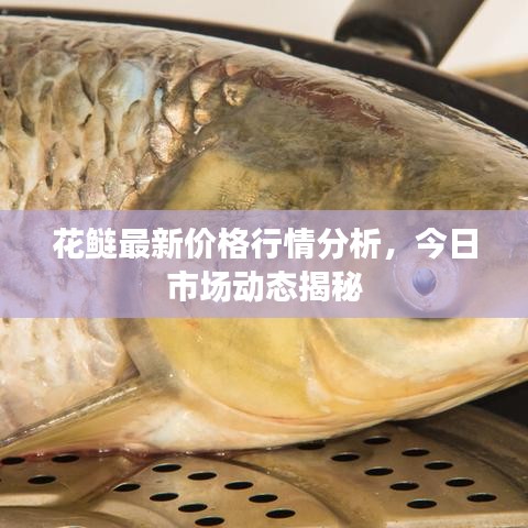 花鰱最新價(jià)格行情分析，今日市場動(dòng)態(tài)揭秘