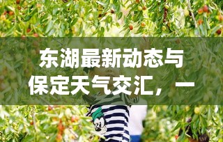 東湖最新動態(tài)與保定天氣交匯，一網(wǎng)打盡的關(guān)鍵信息