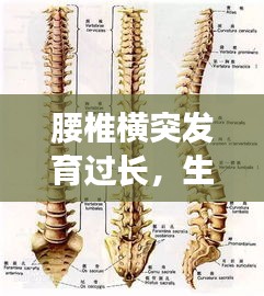 腰椎橫突發(fā)育過長，生理現(xiàn)象深度解析