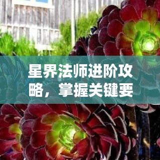 星界法師進階攻略，掌握關(guān)鍵要素，輕松走上巔峰之路！