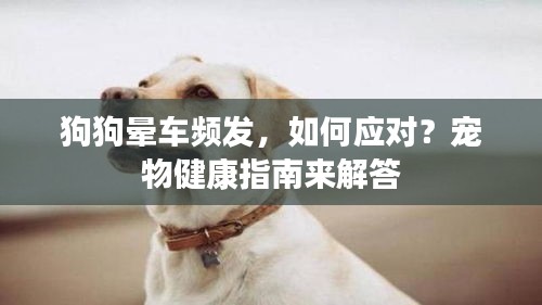 狗狗暈車頻發(fā)，如何應對？寵物健康指南來解答